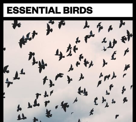 Big Room Sound Essential Birds WAV